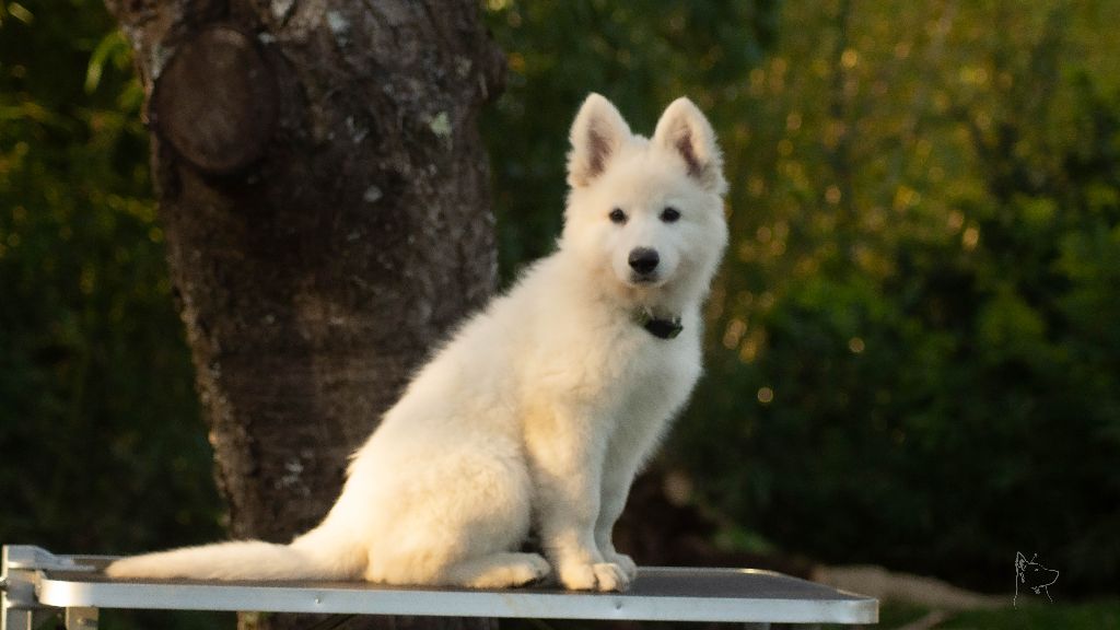 Delta Blanca Fortis - Berger Blanc Suisse - Portée née le 23/10/2022